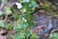 Veronica serpyllifolia serpyllifolia_Merce Vallicrosa CC BY-NC