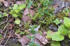 Veronica serpyllifolia serpyllifolia_Merce Vallicrosa CC BY-NC