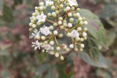 Viburnum tinus_Angels Delgado