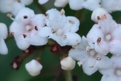 Viburnum tinus_Iris Puertas
