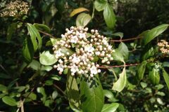 Viburnum tinus_Jaume Marti CC BY-NC