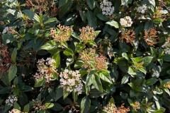 Viburnum tinus_Jordi Bassi