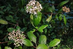 Viburnum tinus_Jordi Puyuelo CC BY-NC