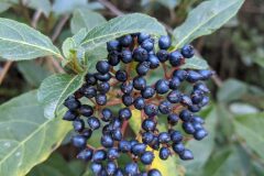 Viburnum tinus_Katarzyna Zarnowiec CC BY-SA