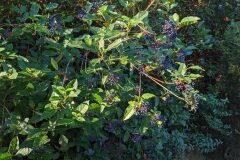 Viburnum tinus_Katarzyna Zarnowiec CC BY-SA