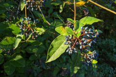 Viburnum tinus_Katarzyna Zarnowiec CC BY-SA