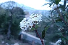 Viburnum tinus_Lourdes Siles