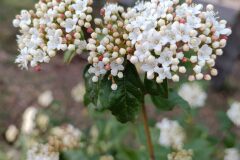 Viburnum tinus_Lourdes Siles
