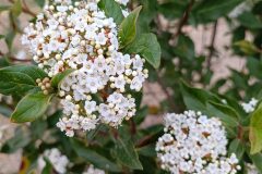 Viburnum tinus_Lourdes Siles