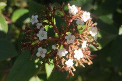 Viburnum tinus_Mariona Alonso
