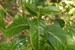 Viburnum tinus_Merce Vallicrosa CC BY-NC