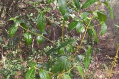 Viburnum tinus_Merce Vallicrosa CC BY-NC