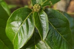 Viburnum tinus_Merce Vallicrosa CC BY-NC