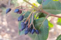 Viburnum tinus_Merce Vallicrosa CC BY-NC