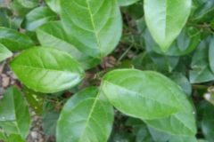 Viburnum tinus_Montserrat Garcia