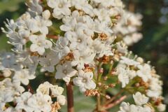 Viburnum tinus_Neus Julia 