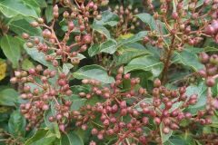 Viburnum tinus_Pep Alboquers