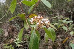 Viburnum tinus_Sonia Garcia CC BY-NC