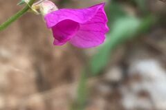 Vicia angustifolia_Joanjo Garcia CC BY-NC