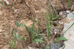 Vicia angustifolia_Joanjo Garcia CC BY-NC