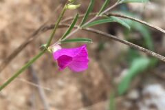 Vicia angustifolia_Joanjo Garcia CC BY-NC