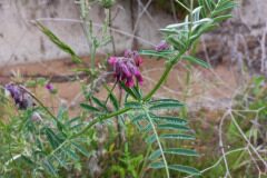 Vicia benghalensis_Pere Barnola CC BY-SA