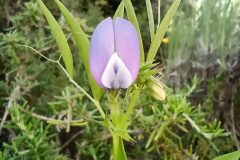Vicia bithynica_Aurelia Esteve CC BY-NC