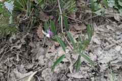 Vicia bithynica_Katarzyna Zarnowiec CC BY-SA