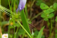 Vicia bithynica_Merce Vallicrosa CC BY-NC