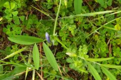 Vicia bithynica_Merce Vallicrosa CC BY-NC