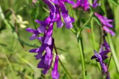 Vicia dasycarpa_Alfredo Rivera CC BY-NC