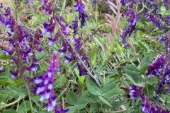 Vicia dasycarpa_Gloria Ribes CC BY-NC