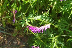 Vicia dasycarpa_Merce Vallicrosa CC BY-NC