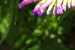 Vicia dasycarpa_Merce Vallicrosa CC BY-NC
