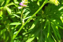 Vicia dasycarpa_Merce Vallicrosa CC BY-NC