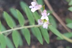 Vicia disperma_Merce Vallicrosa CC BY-NC