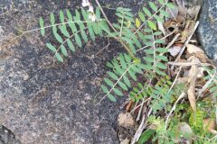 Vicia disperma_Merce Vallicrosa CC BY-NC