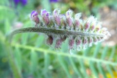 Vicia incana_Anna Llandrich