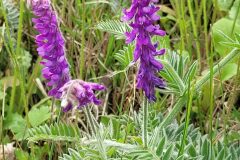 Vicia incana_Jordi Bassols CC BY-NC