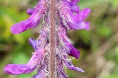 Vicia incana_Jordi Bassols CC BY-NC