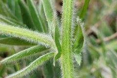 Vicia incana_Jordi Bassols CC BY-NC