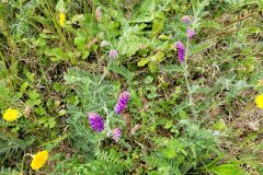Vicia incana_Jordi Bassols CC BY-NC