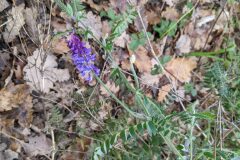 Vicia incana_Katarzyna Zarnowiec CC BY-SA