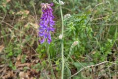 Vicia incana_Katarzyna Zarnowiec CC BY-SA