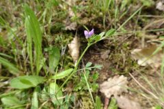 Vicia lathyroides_Josep Llovera CC BY-NC