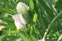 Vicia lutea lutea_Joanjo Garcia CC BY-NC
