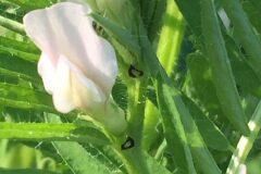 Vicia lutea lutea_Joanjo Garcia CC BY-NC
