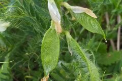 Vicia lutea lutea_Merce Vallicrosa CC BY-NC