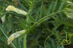 Vicia lutea lutea_Merce Vallicrosa CC BY-NC