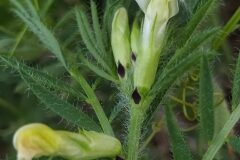 Vicia lutea lutea_Merce Vallicrosa CC BY-NC
